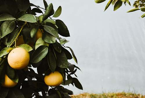 plant yellow fruits on tree fruit